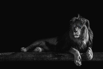 lion lies on a log, isolate on a black background, place for text