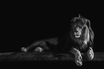 Foto op Aluminium leeuw ligt op een boomstam, isoleer op een zwarte achtergrond, plaats voor tekst © Denis