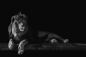 Fototapeta na wymiar lion lies on a log, isolate on a black background, place for text