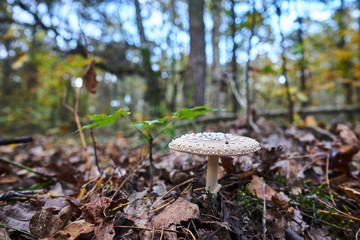 forest litter with shapely toadstool blushing during autumn in Poland..