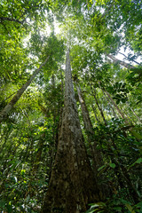 Obraz premium Un arbre immense : le Kimboto en pleine forêt amazonienne - Guyane française
