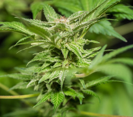 Cannabis Plant Flower HDR