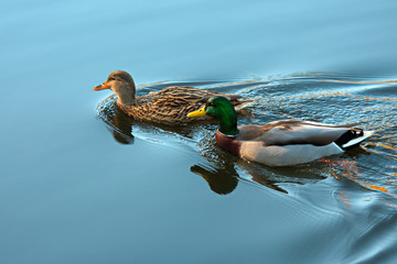 Ducks swimming in lake - Powered by Adobe