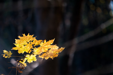 Autumn bokeh background