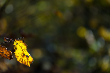 Obraz premium Autumn bokeh background