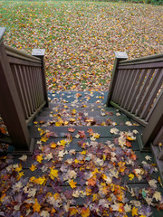 Backyard full of leafs during fall season must be picked up or raked