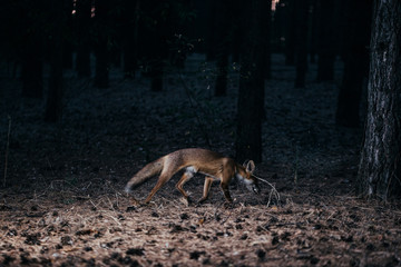 fox in woods among trees, photo with noise