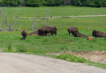 Big bison in a nature reserve in Canada