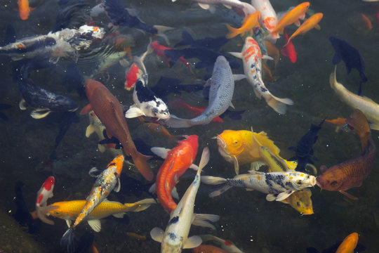 Park Nova Sofievka, Uman. Multi-colored large fish swim in the lake, Japanese style.