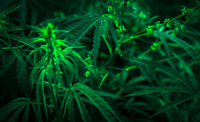  marijuana  background. bush cannabis.