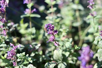 bee on flower