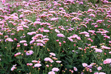 Purple chrysanthemum in gardening nursery and shop. Chrysanthemum wallpaper. Floral bright blooming background. Close up.
