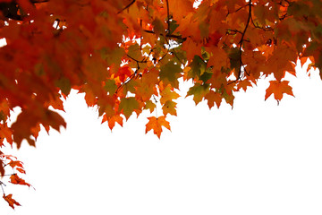 Tree branch with fall foliage in October 