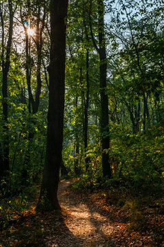Autumn Forest © dejanvuckovic