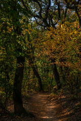 Obraz premium Autumn forest