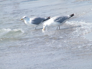 seagull