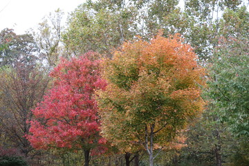 Fall foliage in Maryland