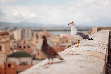 CAGLIARI, ITALY /OCTOBER 2019: Beautiful seagulls ovder the city