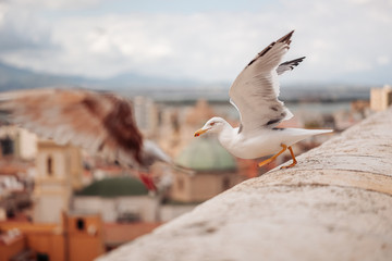 CAGLIARI, ITALY /OCTOBER 2019: Beautiful seagulls ovder the city