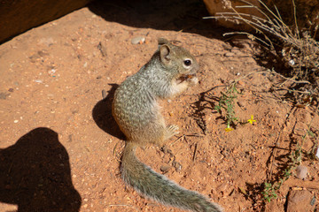 ザイオン国立公園のりす