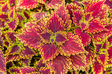 Beautiful and lush flower in a garden