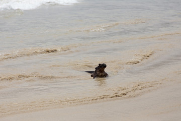 Large fierce looking male marine iguana seen emerging from the sea, Puerto Villamil, Isabela Island, Galapagos, Ecuador