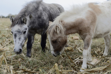 Two young pony horses eating in the field