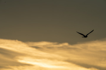 Fototapeta na wymiar Vogel im Flug bei Sonnenuntergang