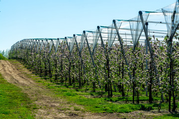 Obraz premium Spring pink blossom of apple trees in orchard, fruit region Haspengouw in Belgium