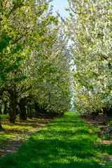 Spring blossom of cherry trees in orchard, fruit region Haspengouw in Belgium