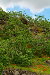 Cultivation of important ingredient of Italian cuisine, plantation of pistachio trees with ripening pistachio nuts near Bronte, located on slopes of Mount Etna volcano.