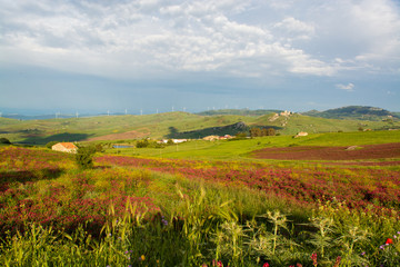 Landscape with colorful blossoming pastures and fields, honey flowers sulla from Sicily, agriculture in Italy