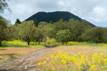 Flora of active stratovolcano Mount Etna on east coast of island Sicily, Italy