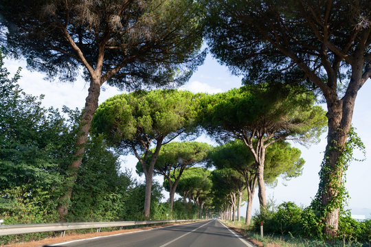 Scenic driving on new via Appia road S7 with high green  mediterranean pine trees connected Rome, Latina and Terracina