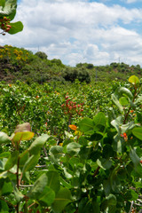 Cultivation of important ingredient of Italian cuisine, plantation of pistachio trees with ripening pistachio nuts near Bronte, located on slopes of Mount Etna volcano.