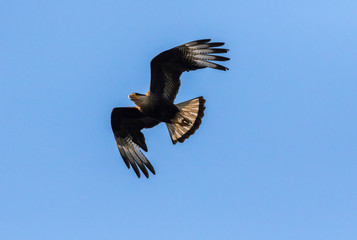 Obraz premium Gavião Carcará 