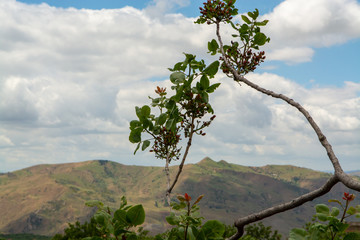 Cultivation of important ingredient of Italian cuisine, plantation of pistachio trees with ripening pistachio nuts near Bronte, located on slopes of Mount Etna volcano.