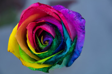 Fototapeta na wymiar Rainbow rose