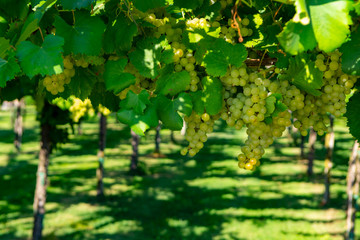 Vineyard with growing white wine grapes in Lazio, Italy