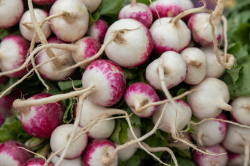 background. defocusing. radish on the market / in the store