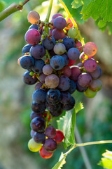 Grape plant on vineyard, growing red wine grapes in Italy