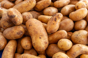 Potatoes on market, new harvest of potatoes vegetables close up