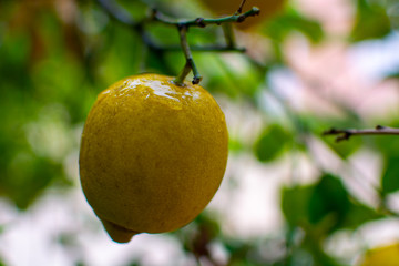 Ripe lemons citrus fruits hanging on lemon tree