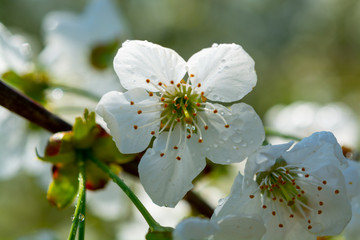 Spring blossom of cherry trees in orchard, fruit region Haspengouw in Belgium