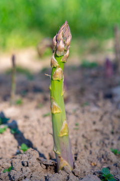 Ripe organic green asparagus growing on farmers field ready to harvest