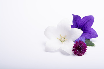 White and purple bell flowers and cornflowers close up, isolated on white background