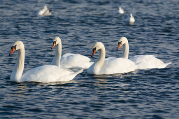 Dark winter days in Poland, white swans and seagulls  swimming in cold Baltic sea