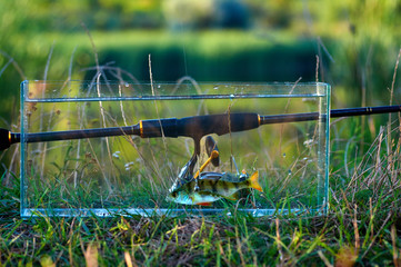 Freshwater perch fish in аquarium. Rod with reel. The concept of fishing on spinning from the shore. Caught and released.