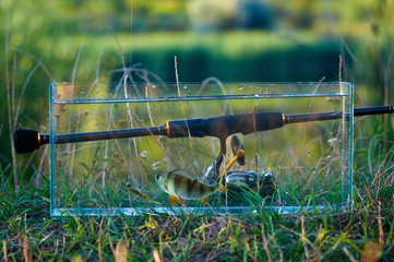 Freshwater perch fish in ?quarium. Rod with reel. The concept of fishing on spinning from the shore. Caught and released.