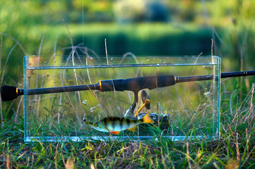 Freshwater perch fish in аquarium. Rod with reel. The concept of fishing on spinning from the shore. Caught and released.